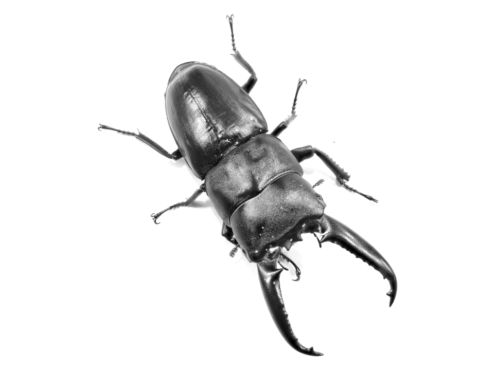 Stag beetle biological illustration by Peter Gulian
